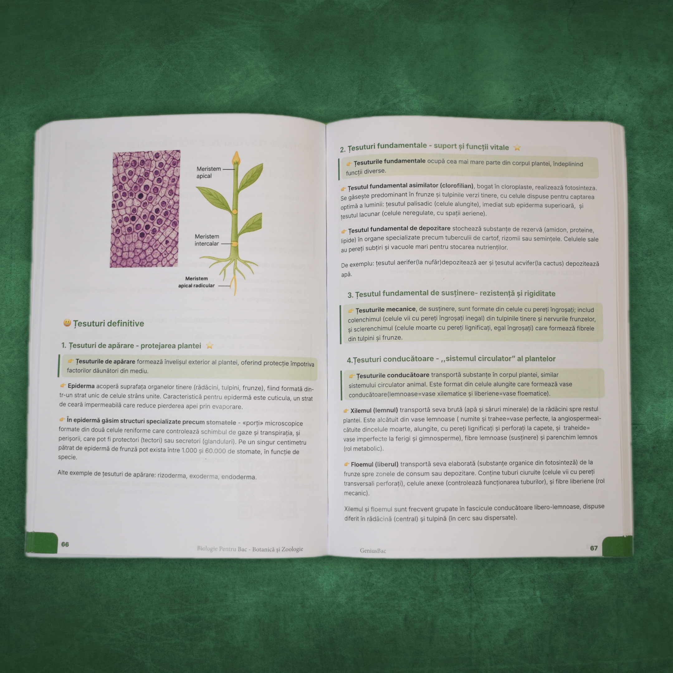 Pachet Bacalaureat (Română + Matematică + Biologie IX–X)