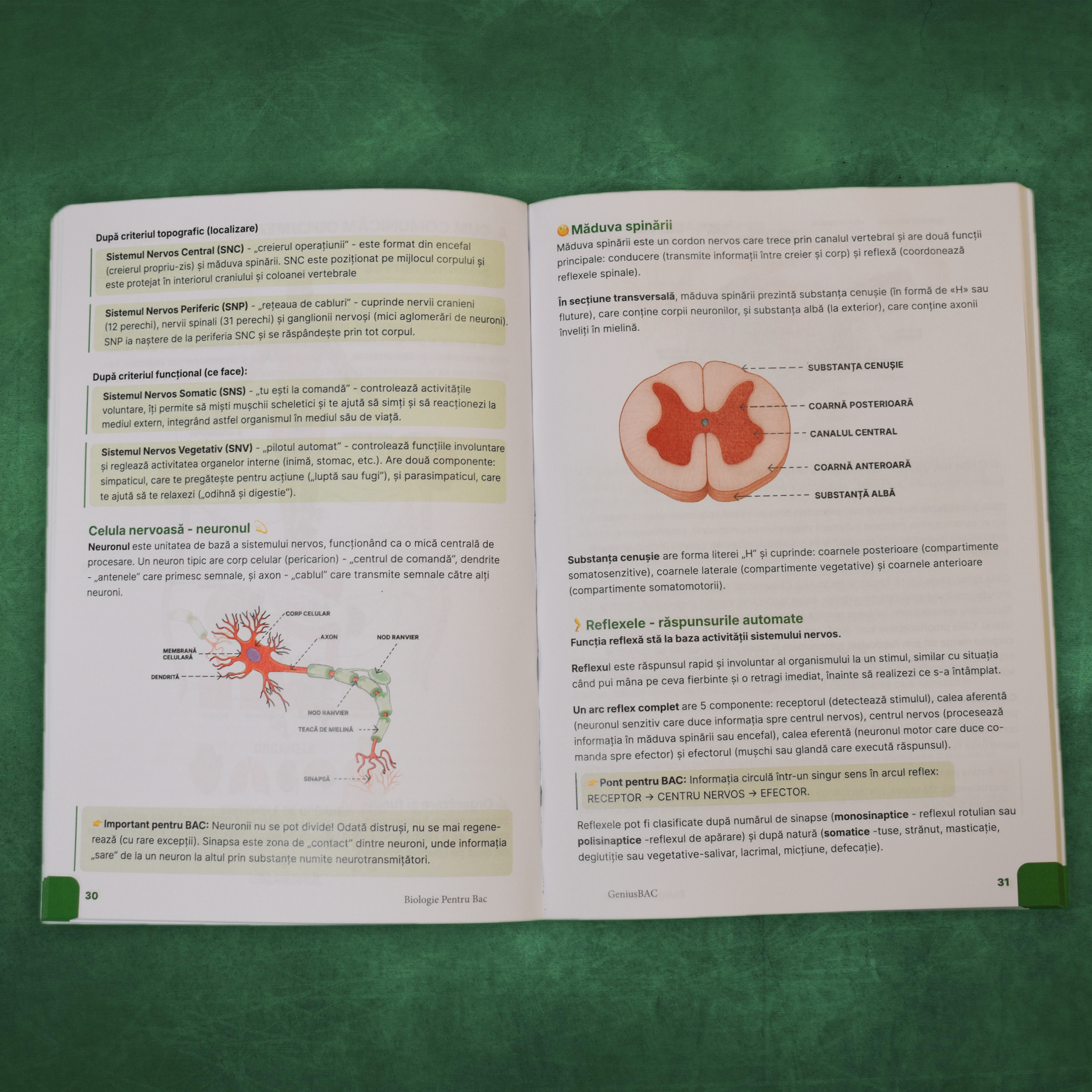 Pachet Bacalaureat (Română + Matematică + Biologie XI-XII)